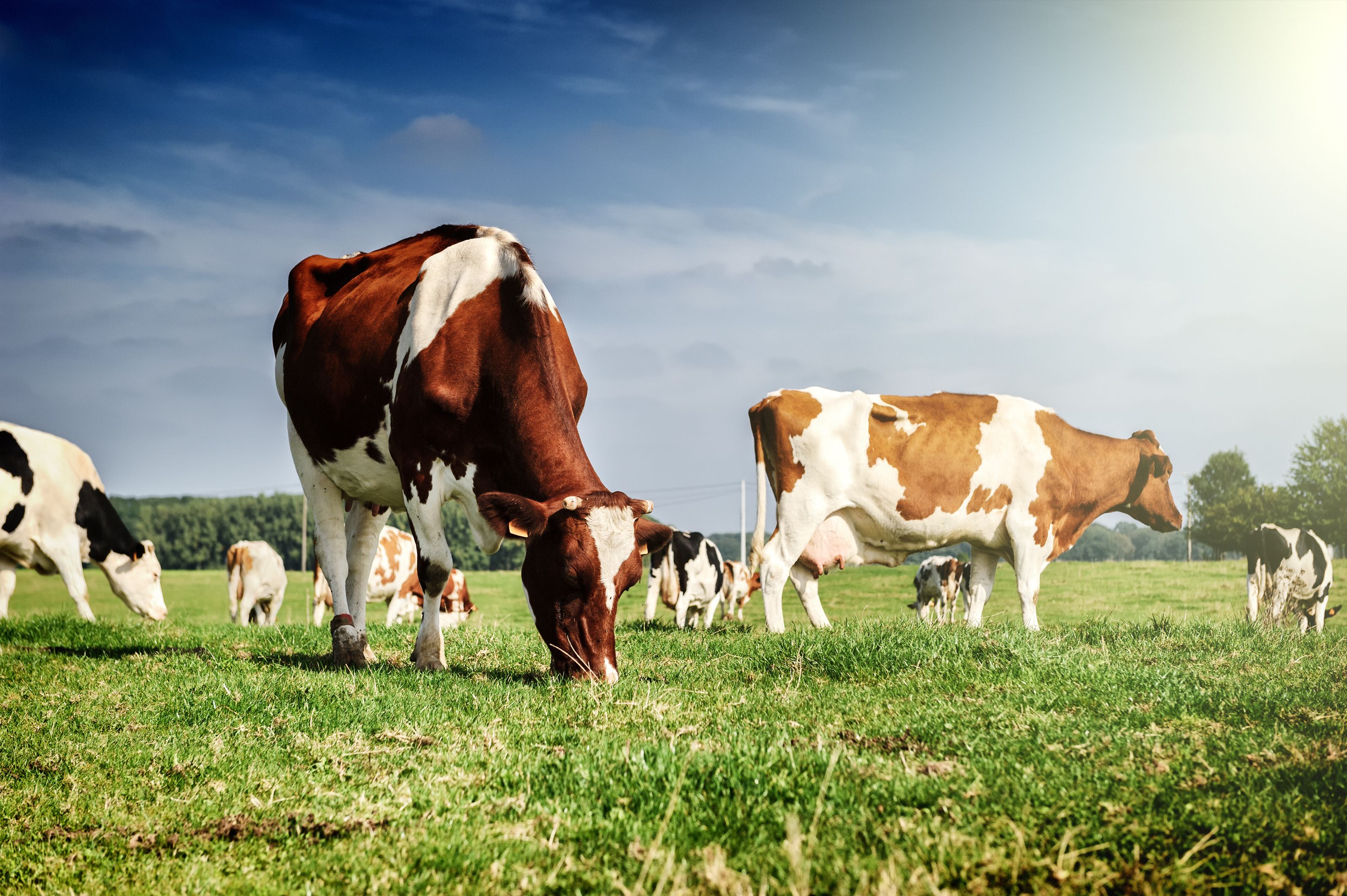 Farming animals. Коровы на лугу. Сельское хозяйство коровы. Коровы пасутся. Корова.